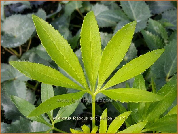 Helleborus foetidus 'Gold Bullion' | Stinkend nieskruid, Nieskruid | Palmblatt-Nieswurz | Stinking Hellebore
