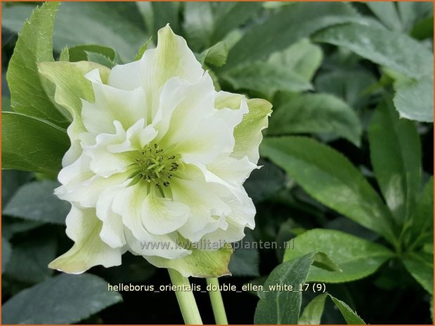 Helleborus orientalis 'Double Ellen White' | Kerstroos, Lenteroos, Vastenroos, Nieskruid | Lenzrose