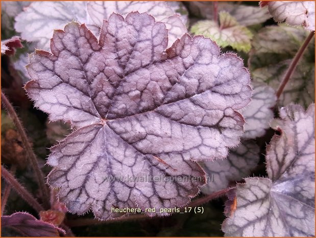 Heuchera 'Red Pearls' | Purperklokje | Purpurglöckchen