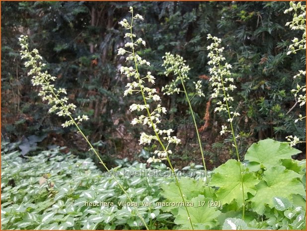 Heuchera villosa var. macrorrhiza | Purperklokje | Samthaariges Silberglöckchen