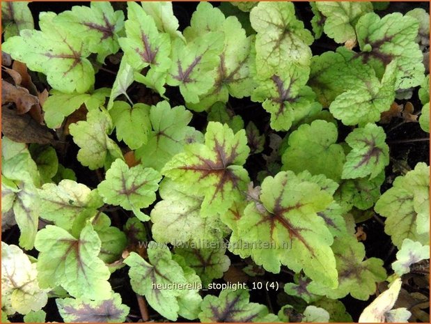 Heucherella 'Stoplight' | Purperklokje | Bastardschaumblüte