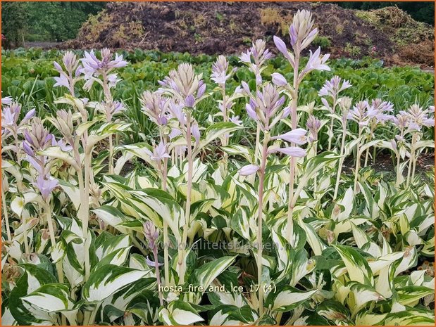 Hosta 'Fire and Ice' | Hosta, Hartlelie, Funkia | Funkie