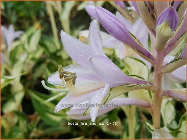 Hosta 'Fire and Ice' | Hosta, Hartlelie, Funkia | Funkie