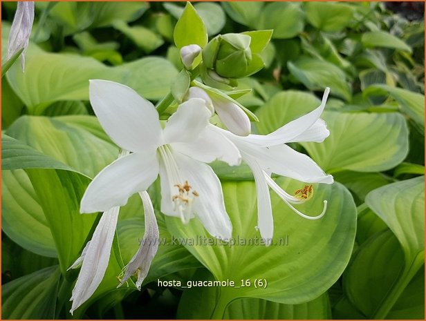 Hosta 'Guacamole' | Hosta, Hartlelie, Funkia | Funkie