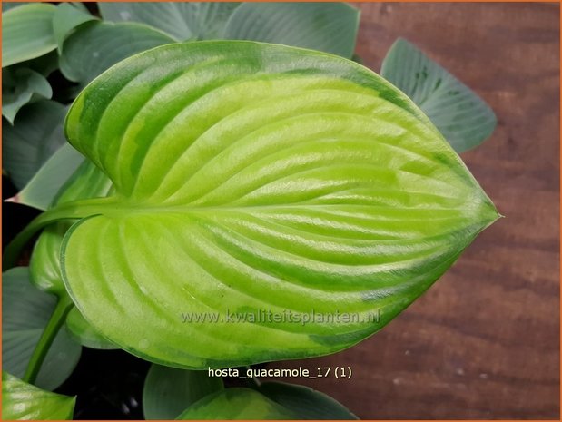 Hosta 'Guacamole' | Hosta, Hartlelie, Funkia | Funkie