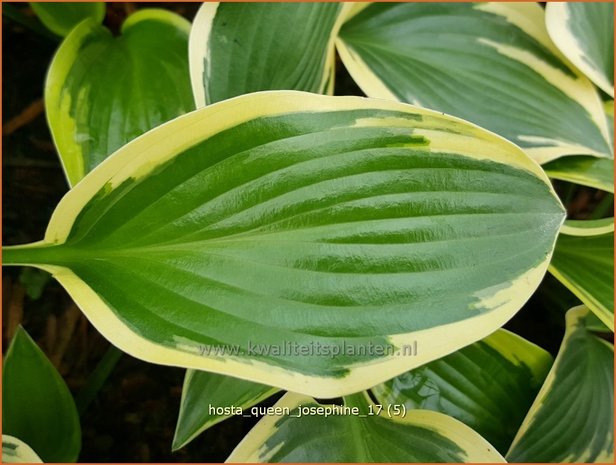 Hosta 'Queen Josephine' | Hosta, Hartlelie, Funkia | Funkie