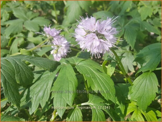 Hydrophyllum virginianum | Waterblad | Wasserblatt