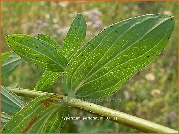 Hypericum perforatum | Sint-Janskruid, Hertshooi | Tüpfel-Johanniskraut