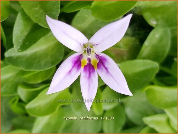 Hypsela reniformis | Scheinglockenblume