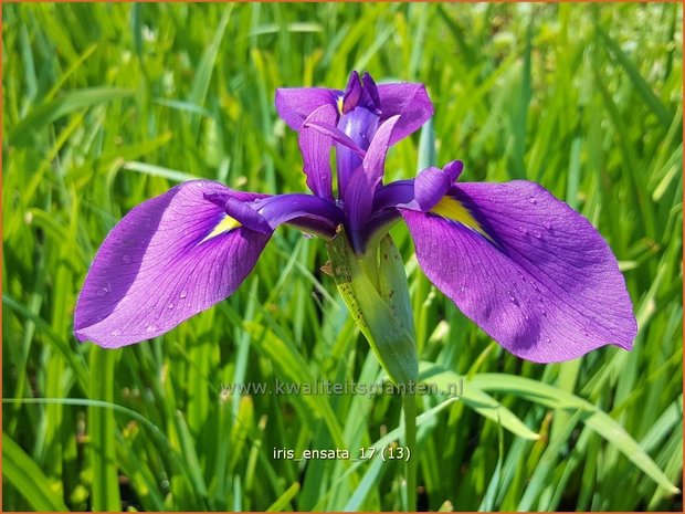 Iris ensata | Japanse iris, Iris, Lis | Japanische Sumpf-Schwertlilie