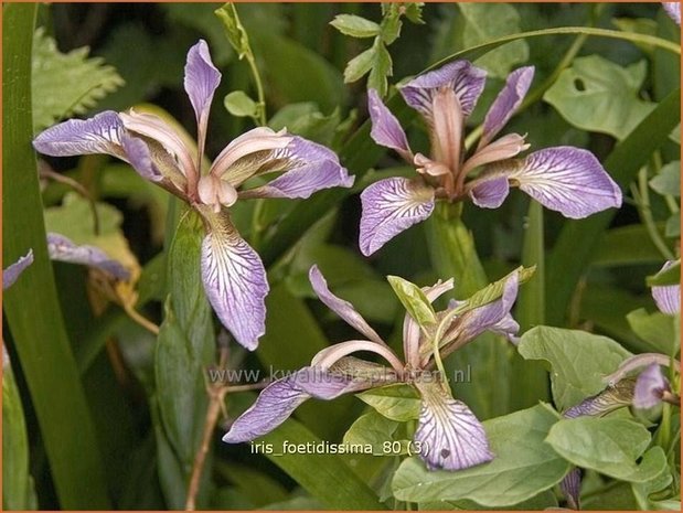 Iris foetidissima | Stinkende lis, Iris, Lis | Übelriechende Schwertlilie