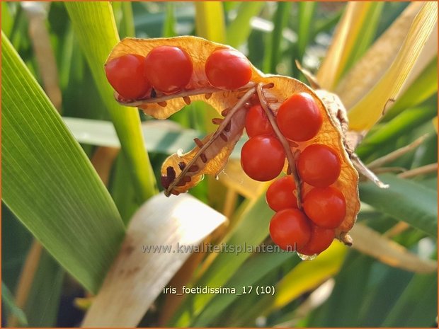 Iris foetidissima | Stinkende lis, Iris, Lis | Übelriechende Schwertlilie