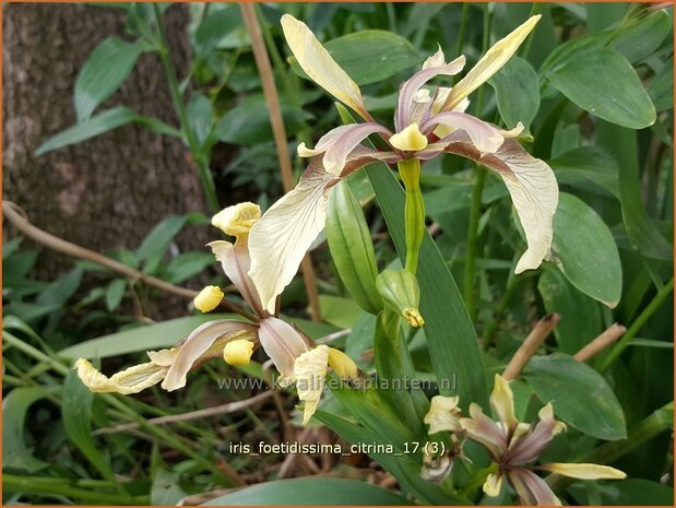 Iris foetidissima 'Citrina' | Stinkende lis, Iris, Lis | Übelriechende Schwertlilie