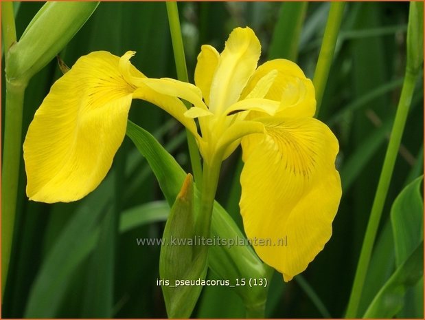 Iris pseudacorus | Gele lis, Iris, Lis | Sumpf-Schwertlilie