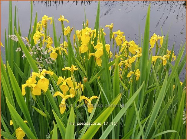 Iris pseudacorus | Gele lis, Iris, Lis | Sumpf-Schwertlilie