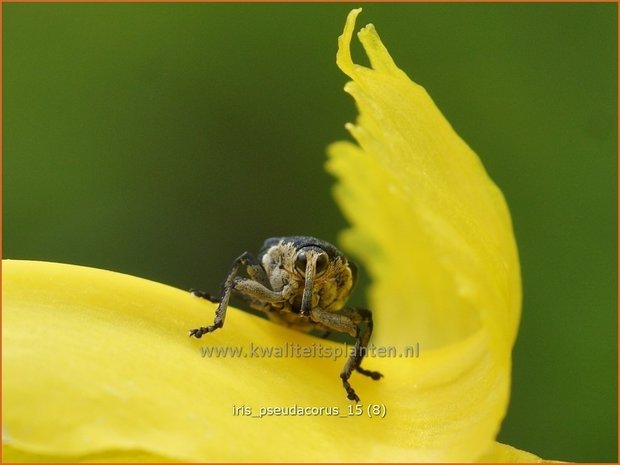 Iris pseudacorus | Gele lis, Iris, Lis | Sumpf-Schwertlilie