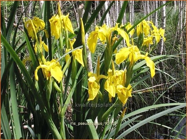 Iris pseudacorus | Gele lis, Iris, Lis | Sumpf-Schwertlilie