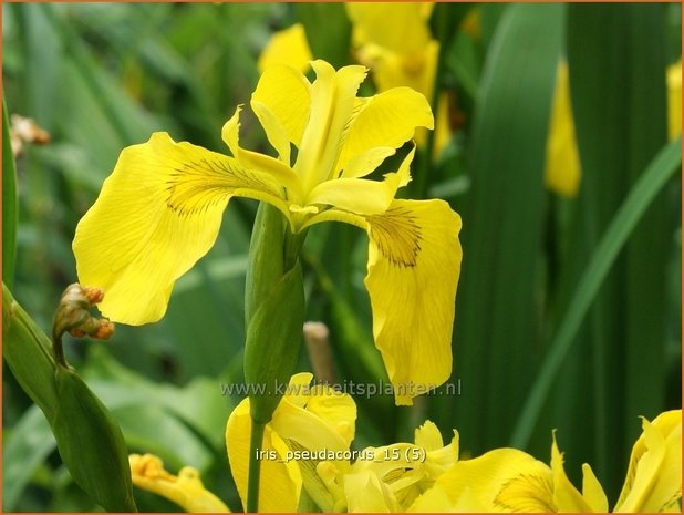 Iris pseudacorus | Gele lis, Iris, Lis | Sumpf-Schwertlilie