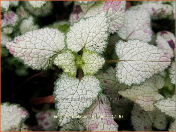 Lamium maculatum 'Red Nancy' | Gevlekte dovenetel, Dovenetel | Gefleckte Taubnessel