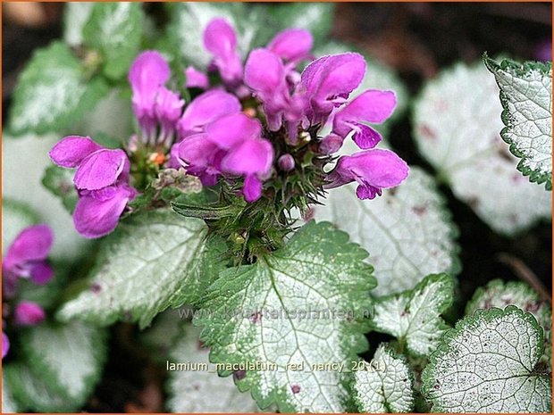 Lamium maculatum 'Red Nancy' | Gevlekte dovenetel, Dovenetel | Gefleckte Taubnessel