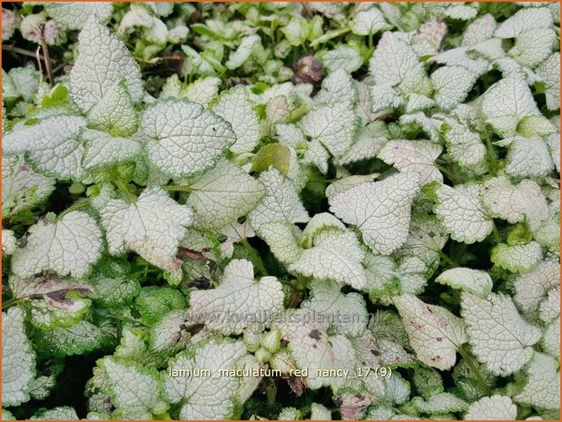 Lamium maculatum 'Red Nancy' | Gevlekte dovenetel, Dovenetel | Gefleckte Taubnessel