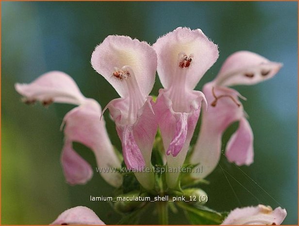 Lamium maculatum 'Shell Pink' | Gevlekte dovenetel, Dovenetel | Gefleckte Taubnessel