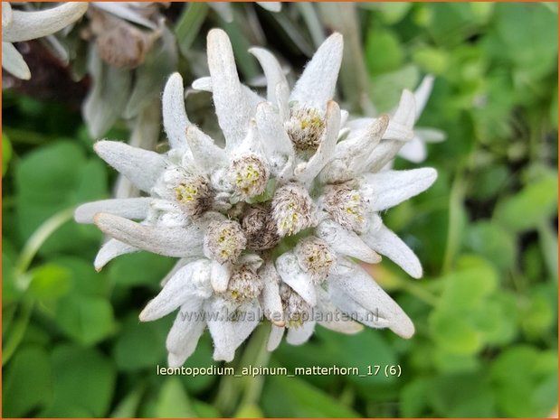 Leontopodium alpinum 'Matterhorn' | Edelweiss | Alpen-Edelweiß