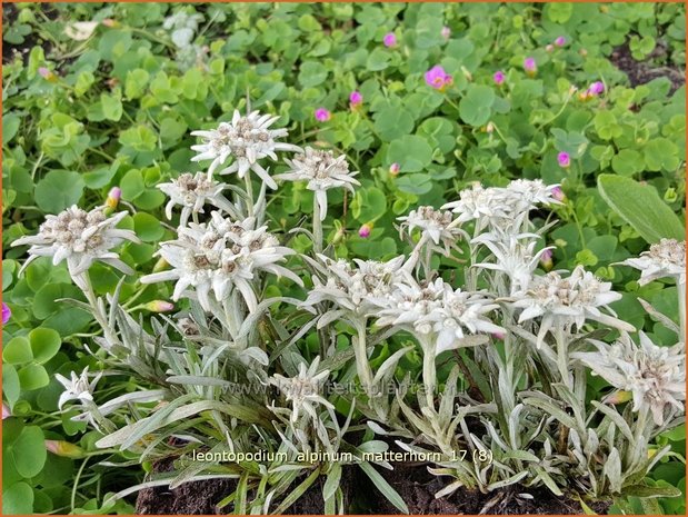 Leontopodium alpinum 'Matterhorn' | Edelweiss | Alpen-Edelweiß