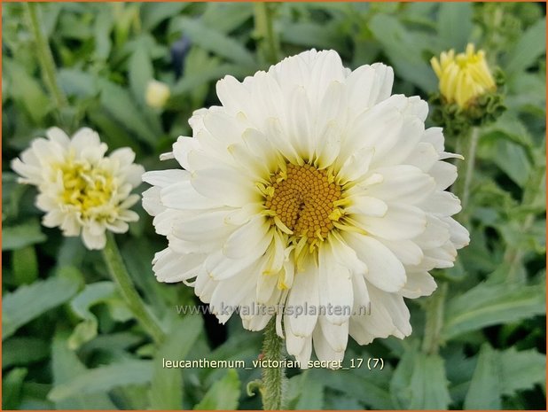 Leucanthemum 'Victorian Secret' | Margriet | Grossblumige Margerite