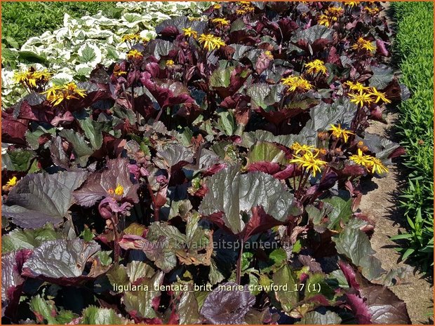 Ligularia dentata 'Britt Marie Crawford' | Kruiskruid | Stern-Goldkolben