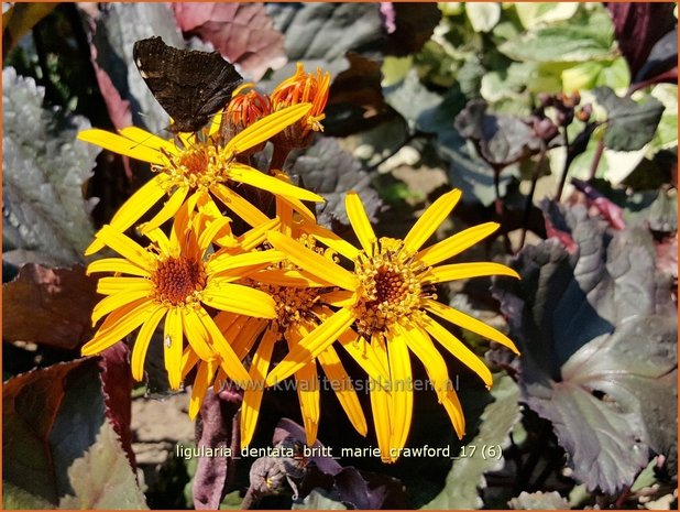 Ligularia dentata 'Britt Marie Crawford' | Kruiskruid | Stern-Goldkolben