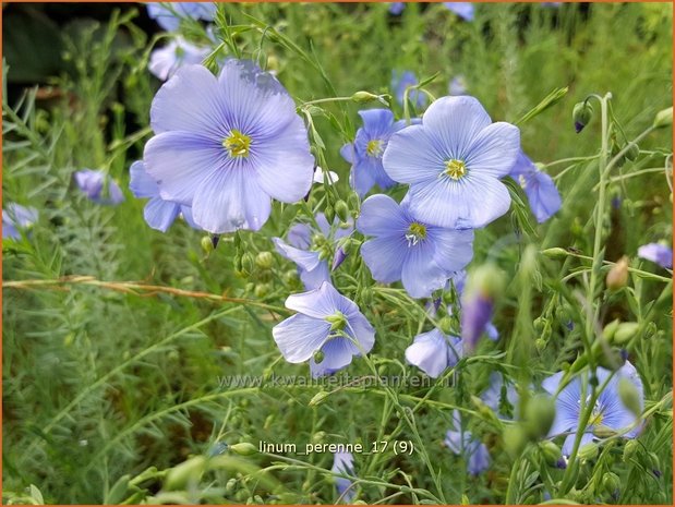 Linum perenne | Vlas | Staudenlain