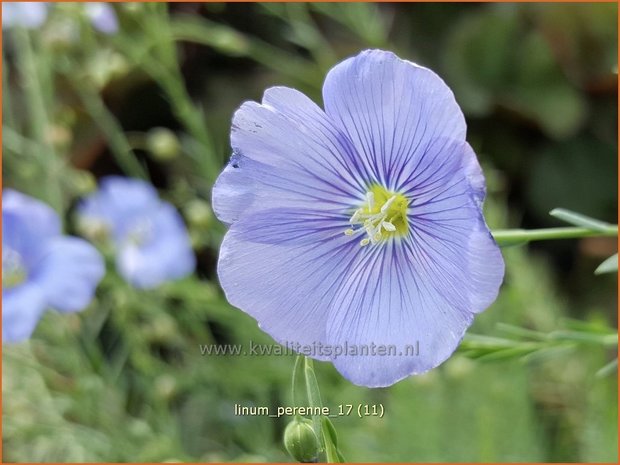 Linum perenne | Vlas | Staudenlain