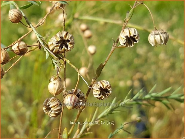 Linum perenne | Vlas | Staudenlain