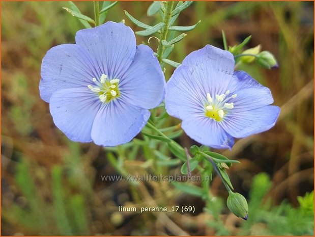 Linum perenne | Vlas | Staudenlain