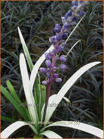 Liriope muscari 'Okina' | Leliegras | Lilientraube