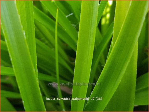 Luzula sylvatica 'Galgenveld' | Grote veldbies, Veldbies | Wald-Hainsimse