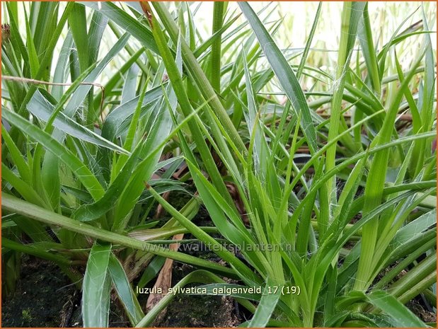 Luzula sylvatica 'Galgenveld' | Grote veldbies, Veldbies | Wald-Hainsimse