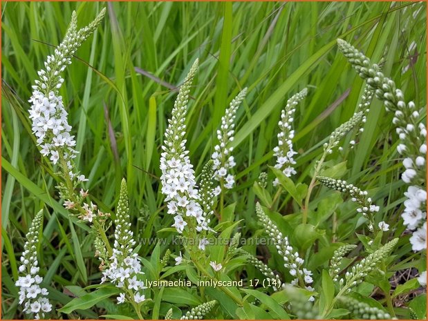 Lysimachia 'Innlyscand' | Wederik | Felberich