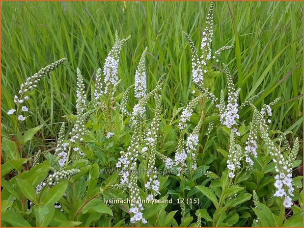 Lysimachia 'Innlyscand' | Wederik | Felberich