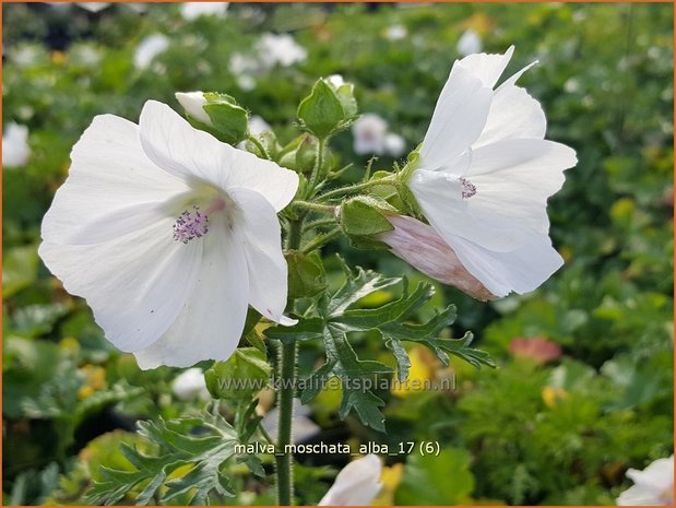 Malva moschata 'Alba' | Muskuskaasjeskruid, Kaasjeskruid | Bisam-Malve