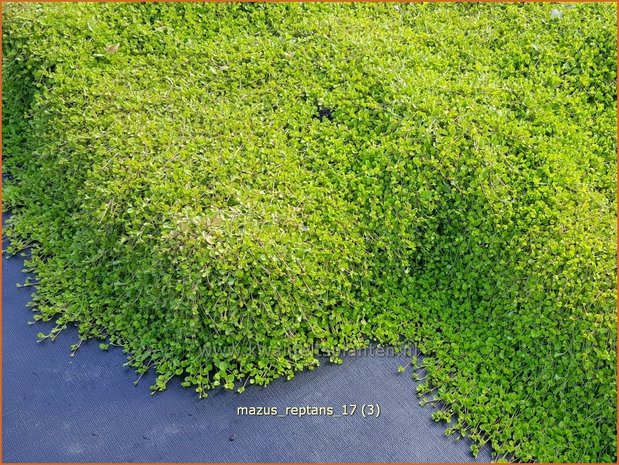 Mazus reptans | Vrouwenlipjes | Lippenmäulchen