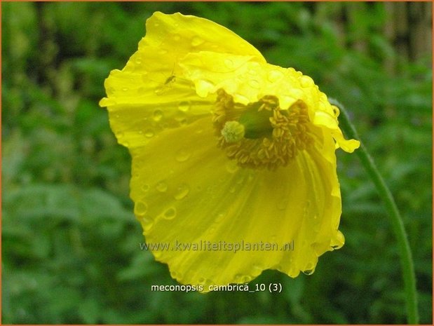 Meconopsis cambrica | Schijnpapaver | Kambrischer Scheinmohn