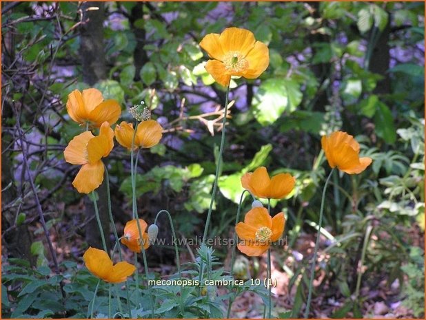 Meconopsis cambrica | Schijnpapaver | Kambrischer Scheinmohn