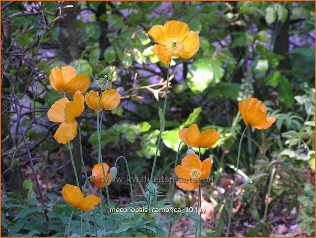 Meconopsis cambrica | Schijnpapaver | Kambrischer Scheinmohn | Himalayan Poppy