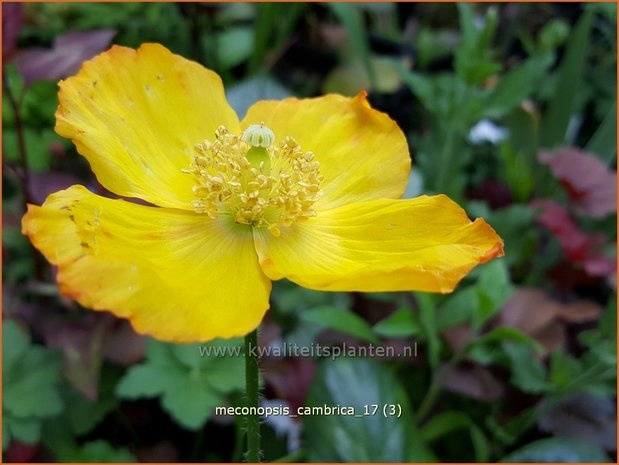 Meconopsis cambrica | Schijnpapaver | Kambrischer Scheinmohn