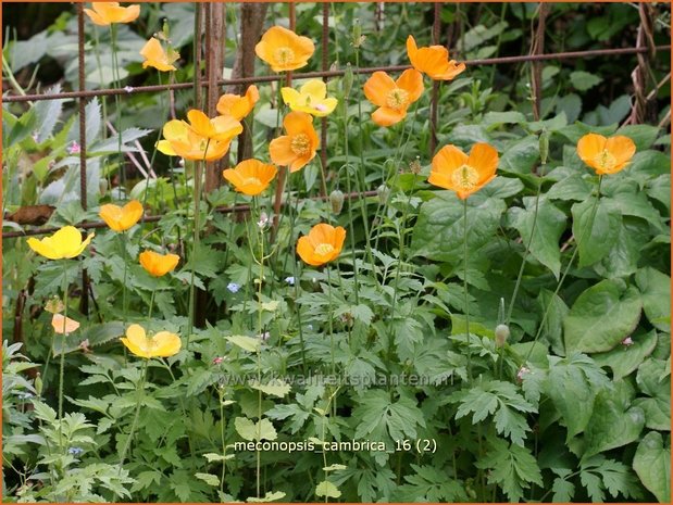 Meconopsis cambrica | Schijnpapaver | Kambrischer Scheinmohn