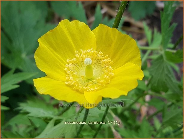 Meconopsis cambrica | Schijnpapaver | Kambrischer Scheinmohn