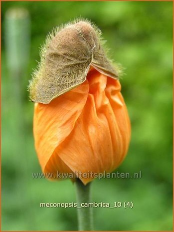 Meconopsis cambrica | Schijnpapaver | Kambrischer Scheinmohn