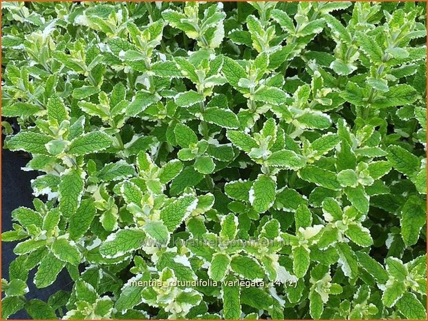 Mentha rotundifolia 'Variegata' | Wollige munt, Witte munt, Munt | Apfelminze
